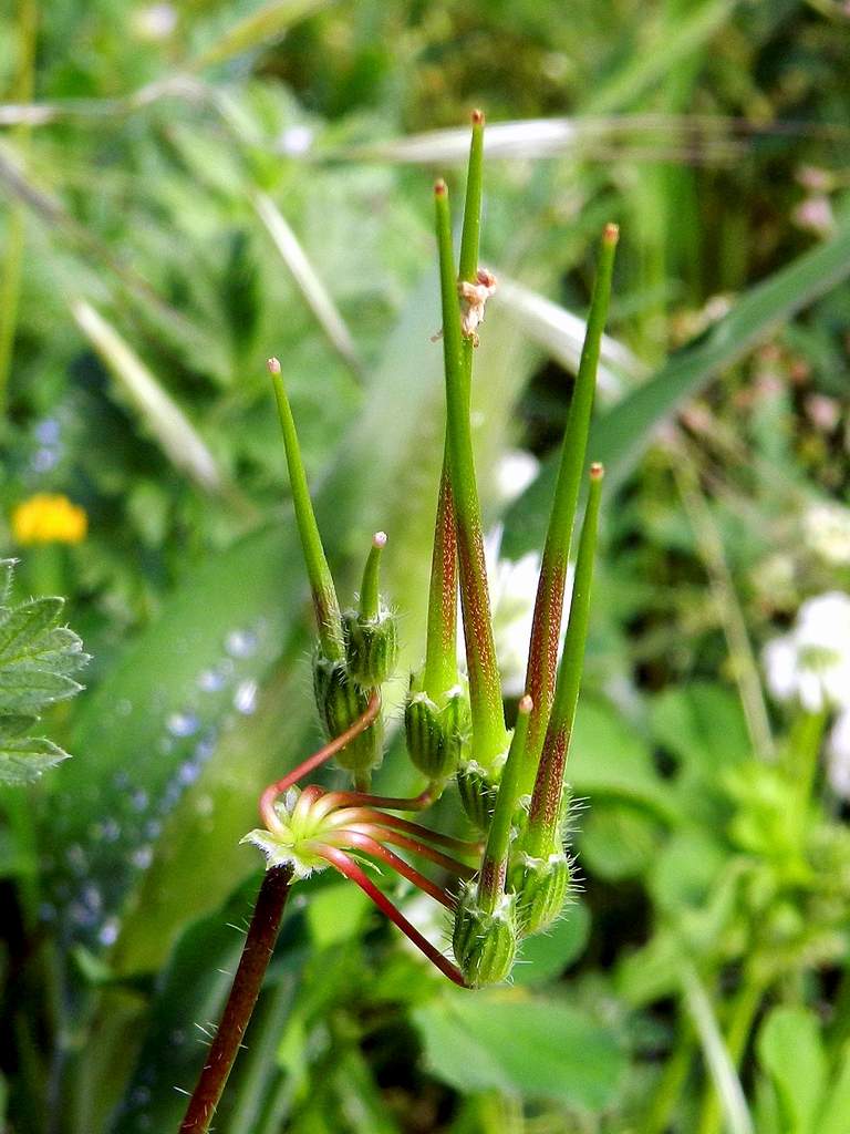 Erodium cicutarium